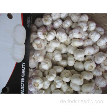 Ernte 2019 Reinweißer Knoblauch